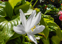 Предгрозовую жару показывают синоптики в Камышине в конце недели