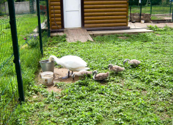 Камышане с умилением наблюдают, как растет пернатое семейство в мини-зоосаде городского парка
