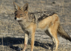 Сколько шакалов "приговорены" в Камышинском районе?