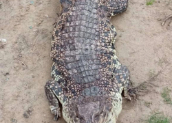 У Капустина Яра в Астраханской области нашли на дороге трех крокодилов