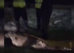 Волжанин, задержанный с «подаренным» трупом в ковре, взят под стражу, - "Блокнот Волжского"