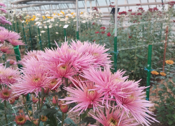 В кантри-стиле: "Бал хризантем" поражает посетителей обилием сортов