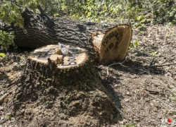 Защитники дубов присвоили пням имена чиновников Волгоградской области, - портал V1.RU