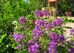 В Камышине вот-вот будет "пробита" 30-градсная отметка: погодная повестка на 27 мая