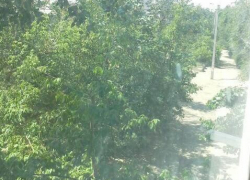 На теле несчастной, чей обезображенный труп нашли на улице Хвалынской в Камышине, телесных повреждений криминального характера нет