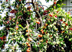 На камышинских рынках "нипочем" предлагают сливу 