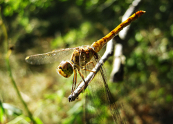 Несусветная жара понемногу сбавляет обороты в Камышине: погодная повестка на 7 августа