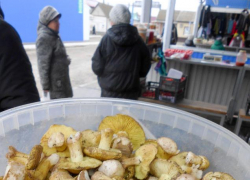 В Соцфонде объяснили, почему массовой доиндексации страховых пенсий с 1 февраля 2026 года ждать не стоит