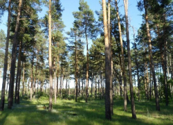 В Камышине в питомнике обнаружили труп 28-летнего молодого человека, совершившего суицид