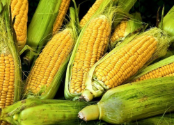 Более центнера кукурузы украл сельский житель в поле под Камышином