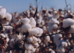Текстильные предприятия Камышина ждут местный хлопок для переработки