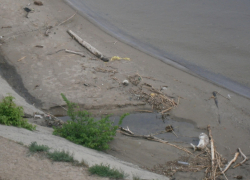 "Наблюдала, как чайки терзали под мостом выброшенную на берег рыбину - может, пора уже гнилые останки убрать?" - камышанка