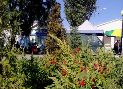 Товарищи начальники Камышина, мы ждем, чтобы сорняки в центре города выросли не только выше цветов, но и выше деревьев? - камышанка