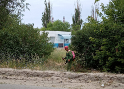 В Камышине "косари" вышли на уничтожение сорняков, которые вымахали с человеческий рост