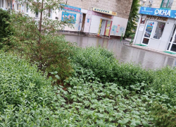 Камышане выкладывают в соцсетях фотоподтверждения, что город зарастает сорняками