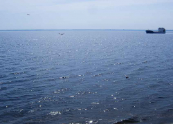 В Камышине уровень воды в Волге поднялся существенно выше неблагоприятной отметки - рыбе на радость