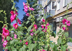 Камышанам выпадает облачный день 23 июня без палящего солнца