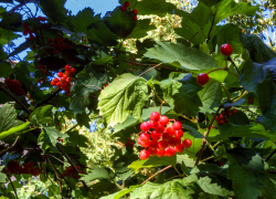 Солнечно и жарко: погода в Камышине на 29 августа