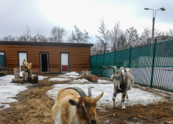 Питомцы камышинского мини-зоосада вышли на прогулки после зимовки упитанными