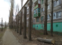 "Надо же, какие эстеты расправились с тополями на нашей улице!" - камышанка