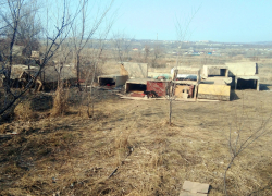 "Стая эта через дорогу от своих нор перебегает, а там дворы, детские площадки..." - камышанин