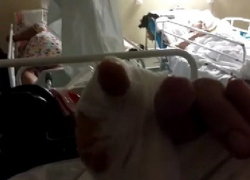 Женщине отгрыз палец домашний алабай, - "Блокнот Волгограда"