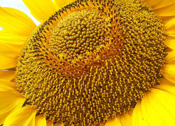 В Волгоградской области аграрии "сосредоточатся" на подсолнечнике