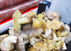 Камышинские грибники набрали в лесах первые лукошки маслят и зеленушек