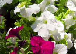 Администрация Камышина доложила, сколько цветов высадила в городе
