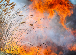 В Камышине горели контейнер и камыш