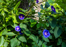 Синоптики спрогнозировали моросящий дождь в Камышине 24 июля