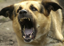 Годовалого ребенка насмерть загрызла собака, - "Блокнот Волгограда"