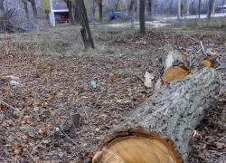 В Камышине решили пустить на щепки высохшие заросли парка Текстильщиков 