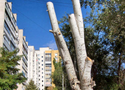 Несчастные деревья Камышина: зачем делать из них обрубки? - камышанка