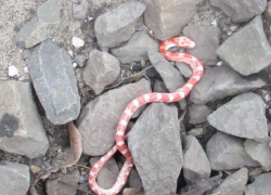 "С поезда «Санкт-Петербург — Волгоград» сняли розовую змею, - "Блокнот Волгограда"