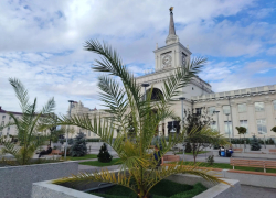 Аудиторы заинтересовались пальмами у железнодорожного вокзала в Волгограде