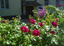 Станислав Зинченко агитирует камышан в личном телеграм-канале проголосовать за благоустройство