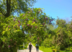 Не выпустить ли камышинских коз по примеру американских попастись с пользой для парка?