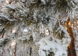 Атаку БПЛА на объекты транспорта и энергетики отразили в Волгоградской области , а вослед вновь объявили "тревогу"
