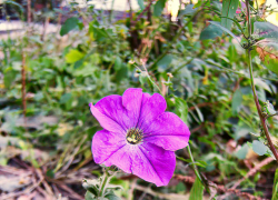 Яркое солнце и +24: отличная погода сохранится в Камышине 2 октября