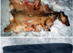 Оперативники задержали браконьера, жертвой которого пала косуля