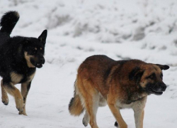 Почему-то у нас пока горе не случится, мер никаких не принимают, - камышанин 