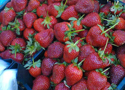 В Камышине клубнику уже можно купить по 350 рублей за килограмм