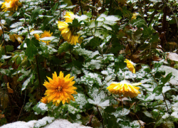 В конце следующей недели синоптики обещают в Камышине снег