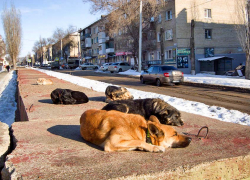 В Камышине начинают весенний отлов 104 бездомных собак, которых в городе в 20 раз больше