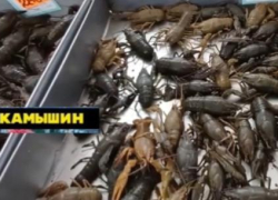 Камышан предупреждают: поймаете раков - не расплатитесь!