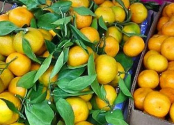 В Камышине начали продавать мандарины
