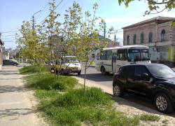 В "Благоустройстве" должны подумать, как не превращать газоны в центре Камышина в сельский пейзаж с зарослями травы в пояс, - камышанка