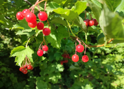Синоптики спрогнозировали небольшой дождь в Камышине и сильнейший геошторм 