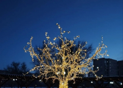 В Камышине починили и вернули на набережную разбитое ураганом светящееся дерево